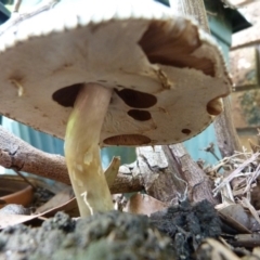 Agaricus rotalis at Bermagui, NSW - 7 Mar 2020 02:59 AM