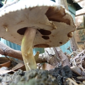 Agaricus rotalis at Bermagui, NSW - 7 Mar 2020 02:59 AM