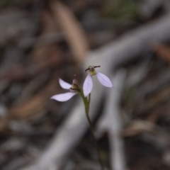 Eriochilus cucullatus (Parson's Bands) at Hackett, ACT - 6 Mar 2020 by petersan