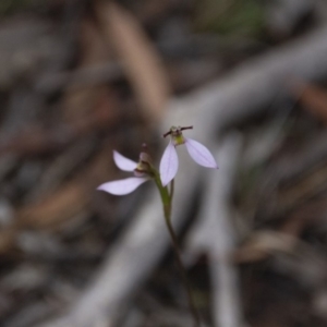 Eriochilus cucullatus at Hackett, ACT - suppressed