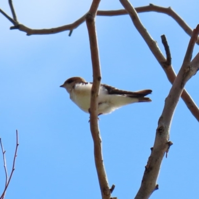 Petrochelidon ariel (Fairy Martin) at Belconnen, ACT - 6 Mar 2020 by RodDeb