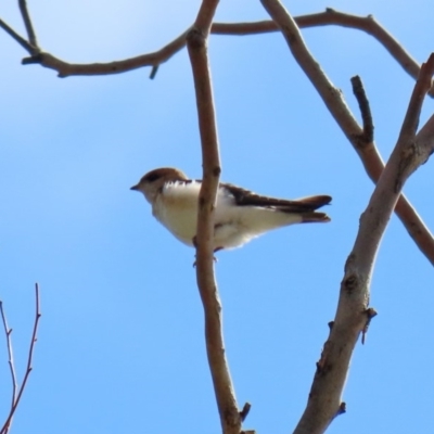 Petrochelidon ariel (Fairy Martin) at Lake Ginninderra - 5 Mar 2020 by RodDeb