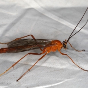 Netelia sp. (genus) at Rosedale, NSW - 16 Nov 2019