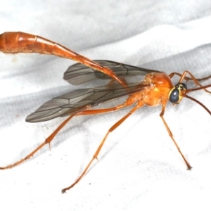 Leptophion sp. (genus) at Rosedale, NSW - 16 Nov 2019