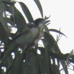 Cracticus torquatus at Curtin, ACT - 7 Mar 2020