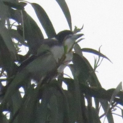 Cracticus torquatus (Grey Butcherbird) at Curtin, ACT - 6 Mar 2020 by tom.tomward@gmail.com