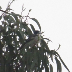 Cracticus torquatus at Curtin, ACT - 7 Mar 2020