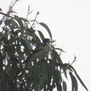 Cracticus torquatus at Curtin, ACT - 7 Mar 2020 08:10 AM