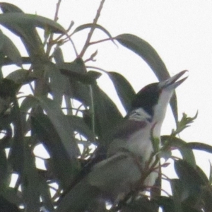 Cracticus torquatus at Curtin, ACT - 7 Mar 2020