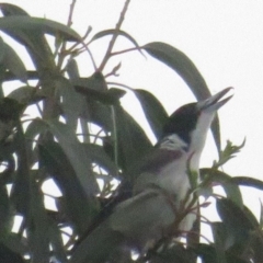 Cracticus torquatus at Curtin, ACT - 7 Mar 2020