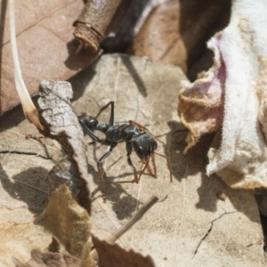 Myrmecia sp., pilosula-group at Higgins, ACT - 7 Mar 2020 11:22 AM