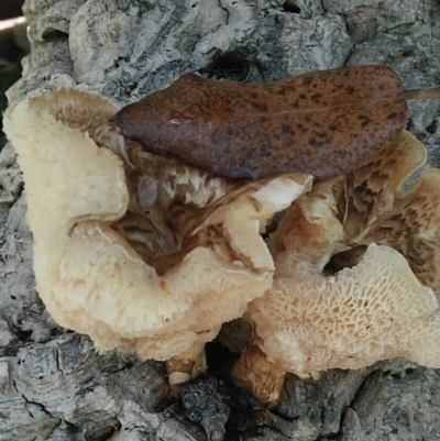 Lentinus arcularius (Fringed Polypore) at National Arboretum Forests - 6 Mar 2020 by RogerH