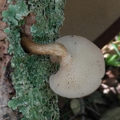 Lentinus arcularius at Molonglo Valley, ACT - 6 Mar 2020