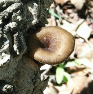 Lentinus arcularius at Molonglo Valley, ACT - 6 Mar 2020