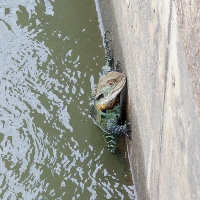 Intellagama lesueurii howittii (Gippsland Water Dragon) at Molonglo Valley, ACT - 7 Mar 2020 by Marthijn