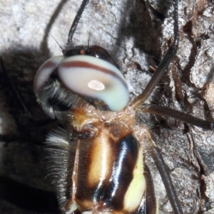 Cordulephya pygmaea at Molonglo River Reserve - 7 Mar 2020 12:09 PM