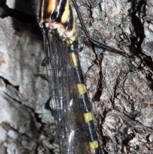 Cordulephya pygmaea at Molonglo River Reserve - 7 Mar 2020 12:09 PM