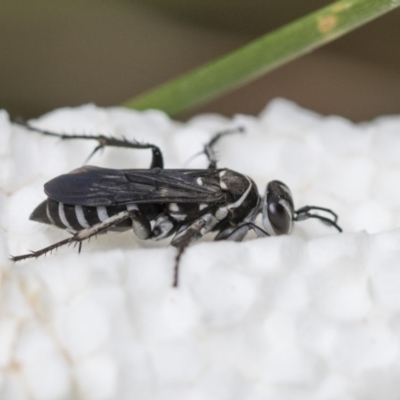 Turneromyia sp. (genus) (Zebra spider wasp) at Higgins, ACT - 7 Mar 2020 by AlisonMilton