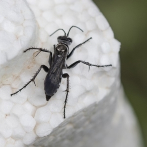 Turneromyia sp. (genus) at Higgins, ACT - 7 Mar 2020