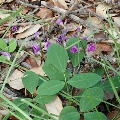 Glycine tabacina (Variable Glycine) at National Arboretum Forests - 6 Mar 2020 by RogerH