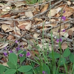 Glycine tabacina at Molonglo Valley, ACT - 6 Mar 2020