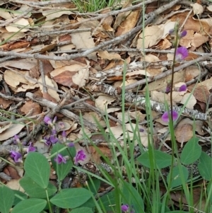 Glycine tabacina at Molonglo Valley, ACT - 6 Mar 2020