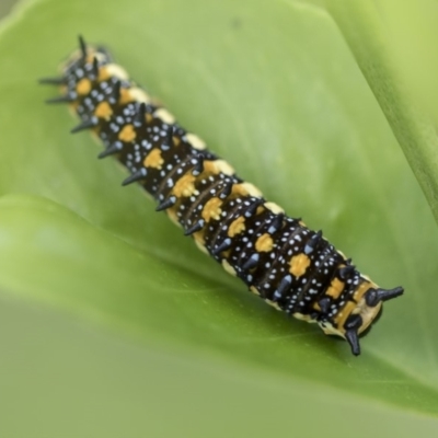 Papilio anactus (Dainty Swallowtail) at Higgins, ACT - 7 Mar 2020 by AlisonMilton