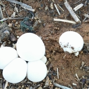 zz puffball at Molonglo Valley, ACT - 6 Mar 2020