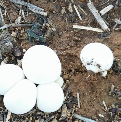 zz puffball at Molonglo Valley, ACT - 6 Mar 2020 by RogerH