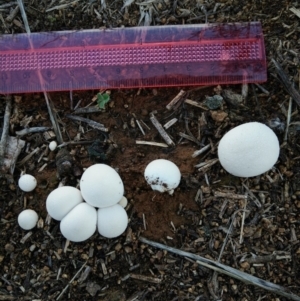zz puffball at Molonglo Valley, ACT - 6 Mar 2020
