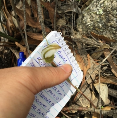 Diplodium ampliatum (Large Autumn Greenhood) at Tidbinbilla Nature Reserve - 7 Mar 2020 by kristi.lee@act.gov.au