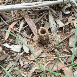 Camponotus intrepidus at Molonglo Valley, ACT - 6 Mar 2020