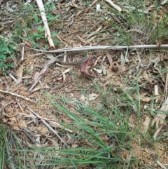 Camponotus intrepidus at Molonglo Valley, ACT - 6 Mar 2020