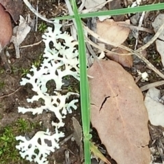 Parmeliaceae (family) (A lichen family) at Molonglo Valley, ACT - 6 Mar 2020 by RogerH