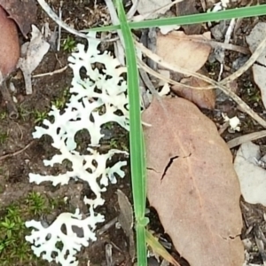 Parmeliaceae (family) at Molonglo Valley, ACT - 6 Mar 2020 02:21 PM