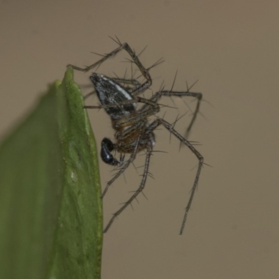 Oxyopes sp. (genus) (Lynx spider) at Higgins, ACT - 5 Nov 2019 by AlisonMilton