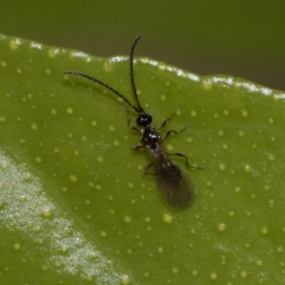 Unidentified Water or Shore Bug (several families) at Higgins, ACT - 5 Nov 2019 by AlisonMilton