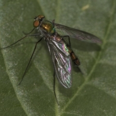 Heteropsilopus sp. (genus) (A long legged fly) at Higgins, ACT - 5 Nov 2019 by AlisonMilton