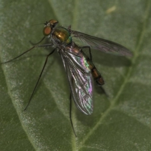 Heteropsilopus sp. (genus) at Higgins, ACT - 5 Nov 2019