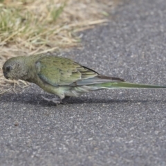 Psephotus haematonotus (Red-rumped Parrot) at Dunlop, ACT - 5 Nov 2019 by AlisonMilton