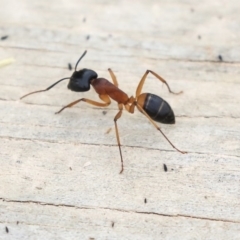 Camponotus consobrinus (Banded sugar ant) at Dunlop, ACT - 4 Nov 2019 by AlisonMilton