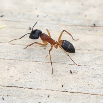 Camponotus consobrinus (Banded sugar ant) at Dunlop, ACT - 4 Nov 2019 by AlisonMilton