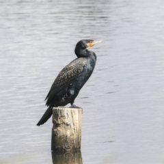 Phalacrocorax carbo (Great Cormorant) at West Belconnen Pond - 4 Nov 2019 by Alison Milton
