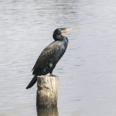 Phalacrocorax carbo (Great Cormorant) at Dunlop, ACT - 4 Nov 2019 by Alison Milton