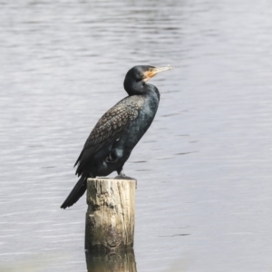 Phalacrocorax carbo at Dunlop, ACT - 5 Nov 2019