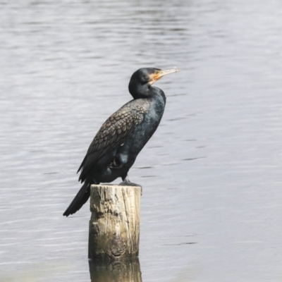Phalacrocorax carbo (Great Cormorant) at Dunlop, ACT - 4 Nov 2019 by Alison Milton