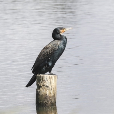 Phalacrocorax carbo (Great Cormorant) at West Belconnen Pond - 4 Nov 2019 by Alison Milton