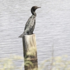 Phalacrocorax sulcirostris (Little Black Cormorant) at West Belconnen Pond - 4 Nov 2019 by Alison Milton