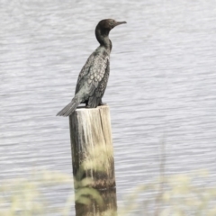 Phalacrocorax sulcirostris (Little Black Cormorant) at Dunlop, ACT - 5 Nov 2019 by AlisonMilton