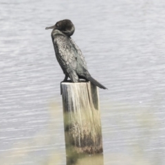 Phalacrocorax sulcirostris at Dunlop, ACT - 5 Nov 2019 09:24 AM